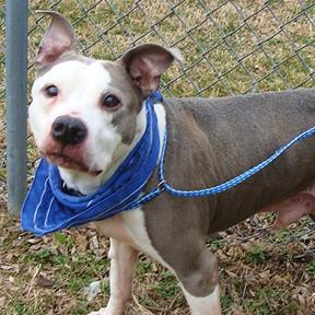 Solomon, a Adoptable Mixed Breed in Jeffersonville, IN image 2/4