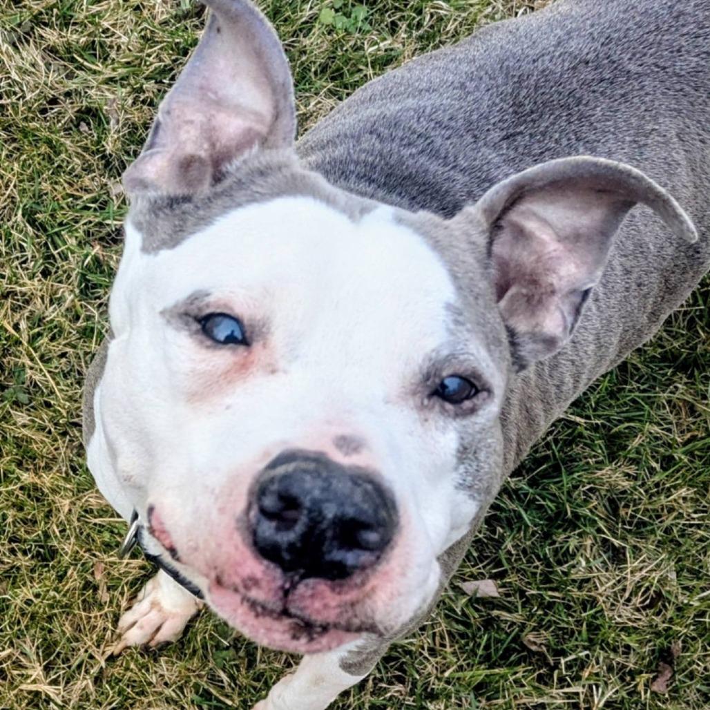 Solomon, a Adoptable Mixed Breed in Jeffersonville, IN image 3/4