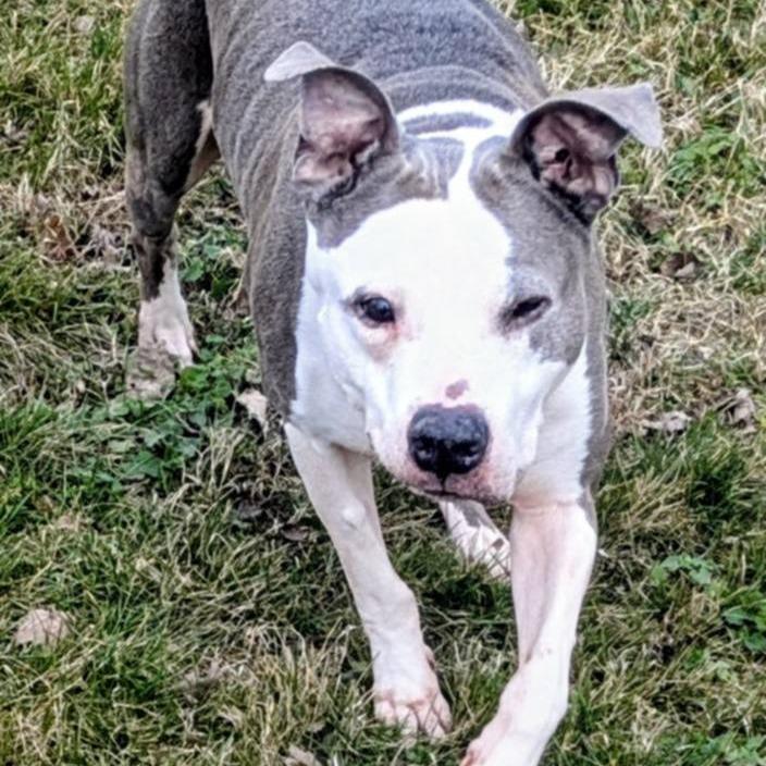 Solomon, a Adoptable Mixed Breed in Jeffersonville, IN image 4/4