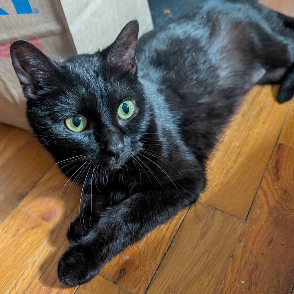 Enlarge Binx Limon  56043, a Adoptable Domestic Short Hair in Lansing, MI image 1/1