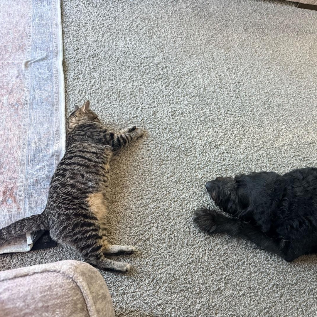 Jimmy Neutron Tierney, a Adoptable mixed breed in Denver, CO image 5/6