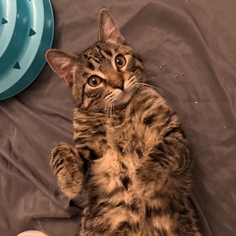 Jimmy Neutron Tierney, a Adoptable mixed breed in Denver, CO image 2/6