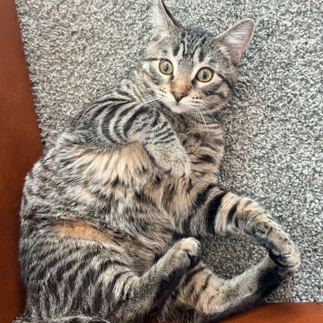 Jimmy Neutron Tierney, a Adoptable mixed breed in Denver, CO image 6/6