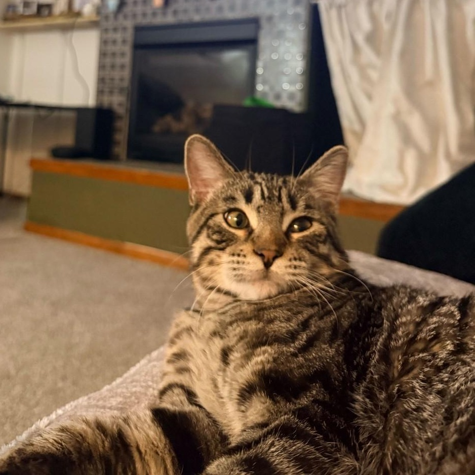 Jimmy Neutron Tierney, a Adoptable mixed breed in Denver, CO image 4/6