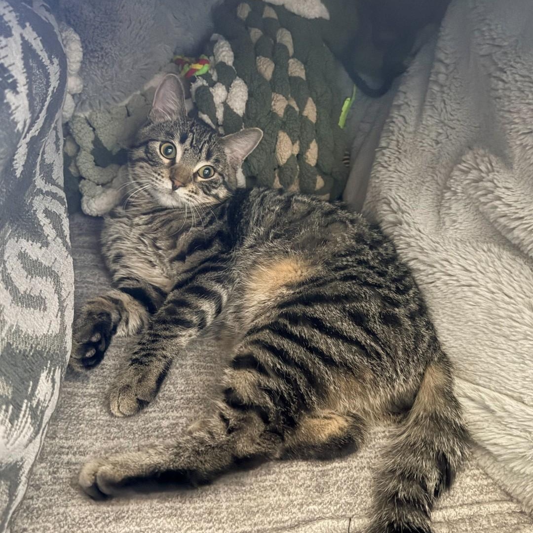 Jimmy Neutron Tierney, Adoptable, Young Male Domestic Short Hair & Tabby.