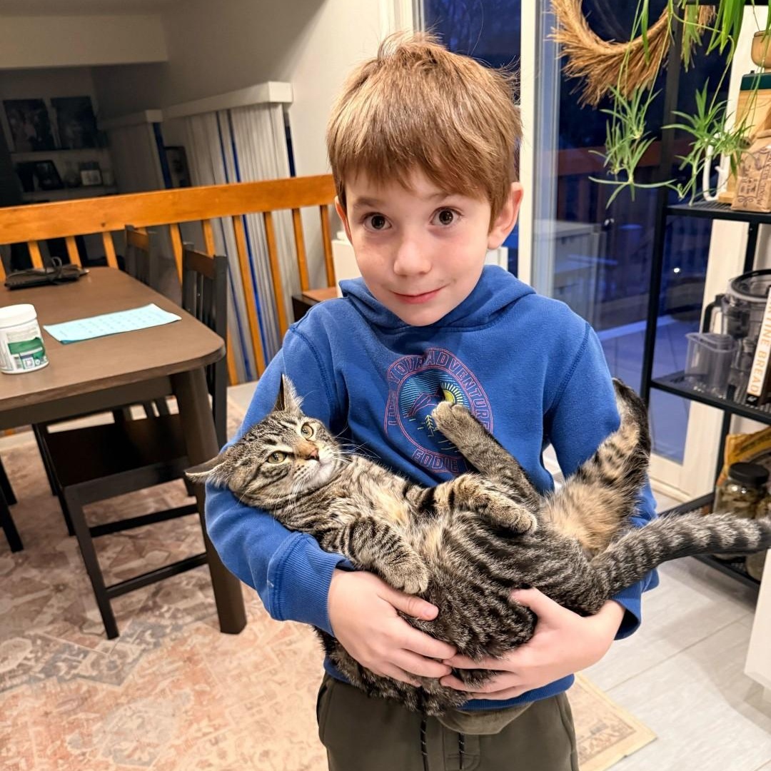 Jimmy Neutron Tierney, a Adoptable mixed breed in Denver, CO image 3/6