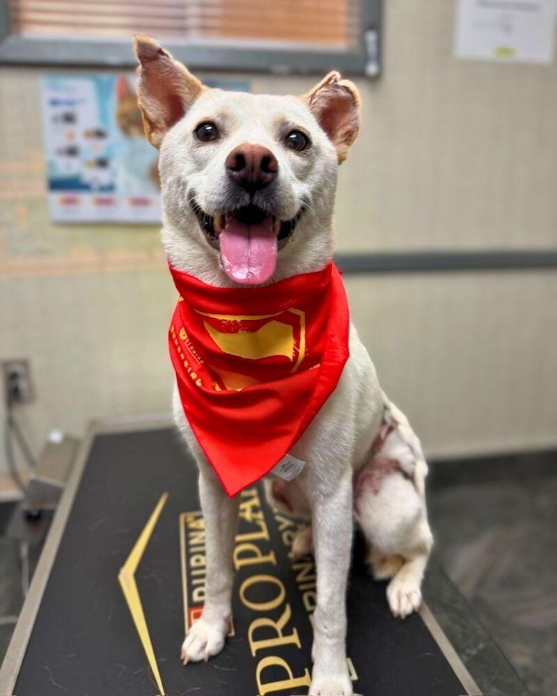 Enlarge Dorori, a Adoptable Jindo in Long Island City, NY image 2/6