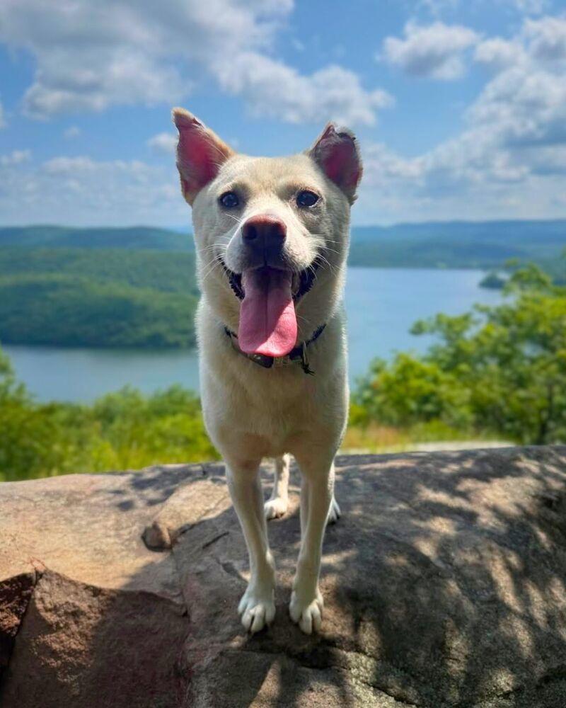 Enlarge Dorori, a Adoptable Jindo in Long Island City, NY image 3/6