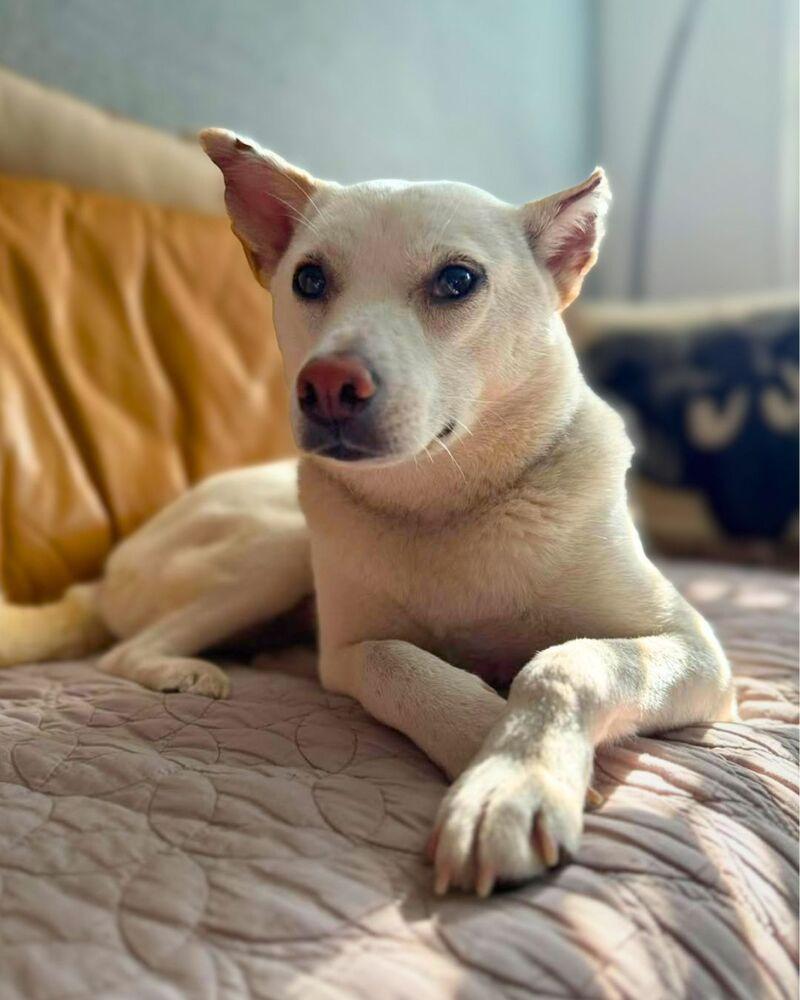 Enlarge Dorori, a Adoptable Jindo in Long Island City, NY image 4/6