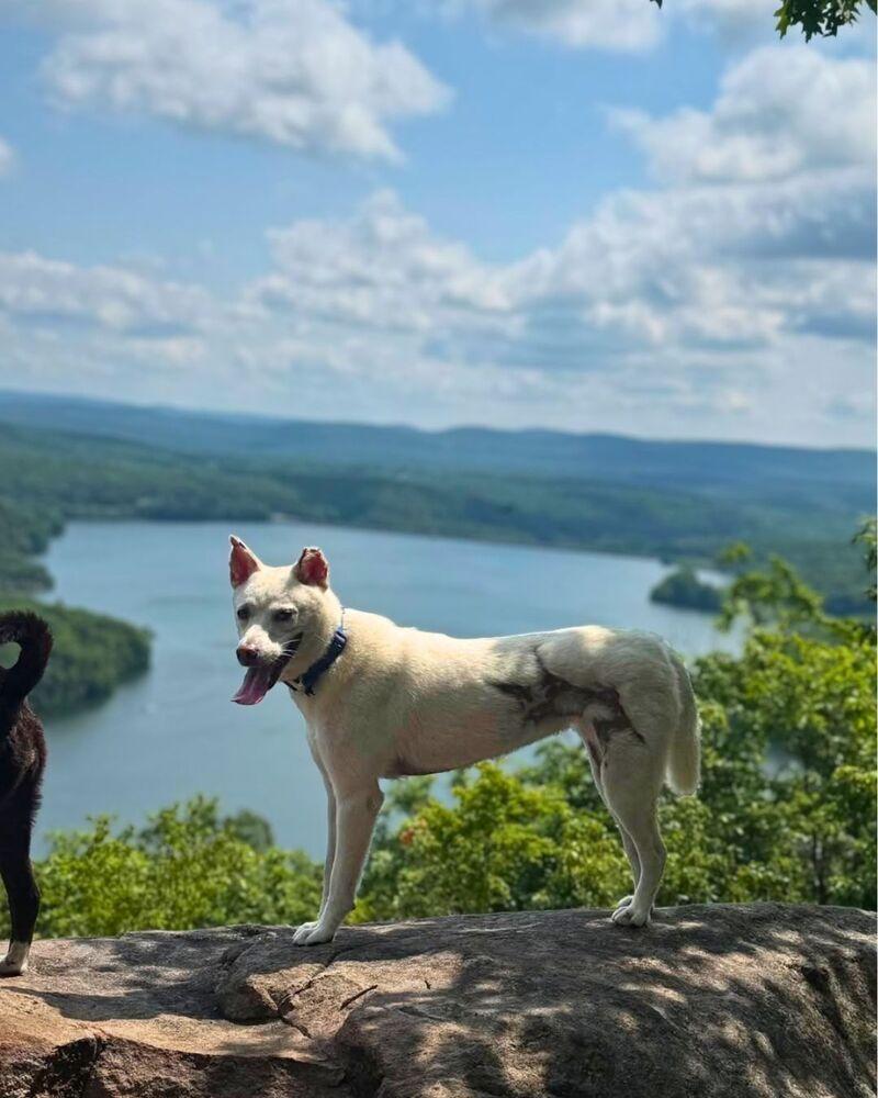 Enlarge Dorori, a Adoptable Jindo in Long Island City, NY image 5/6