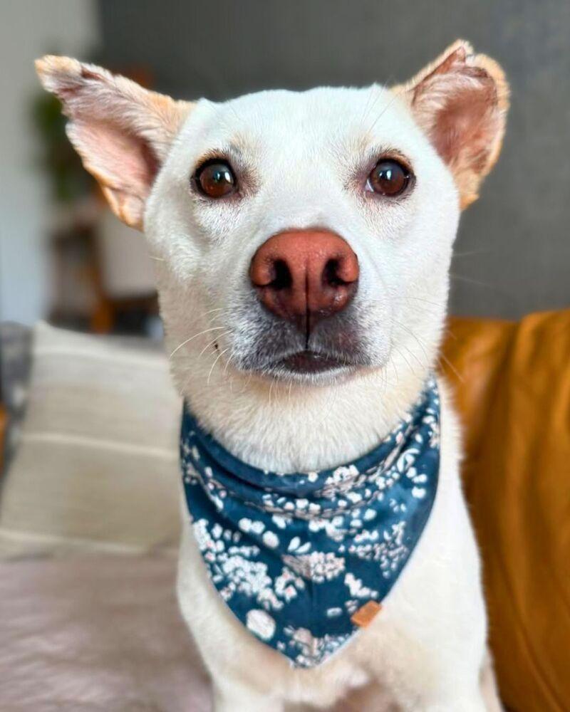Enlarge Dorori, a Adoptable Jindo in Long Island City, NY image 6/6