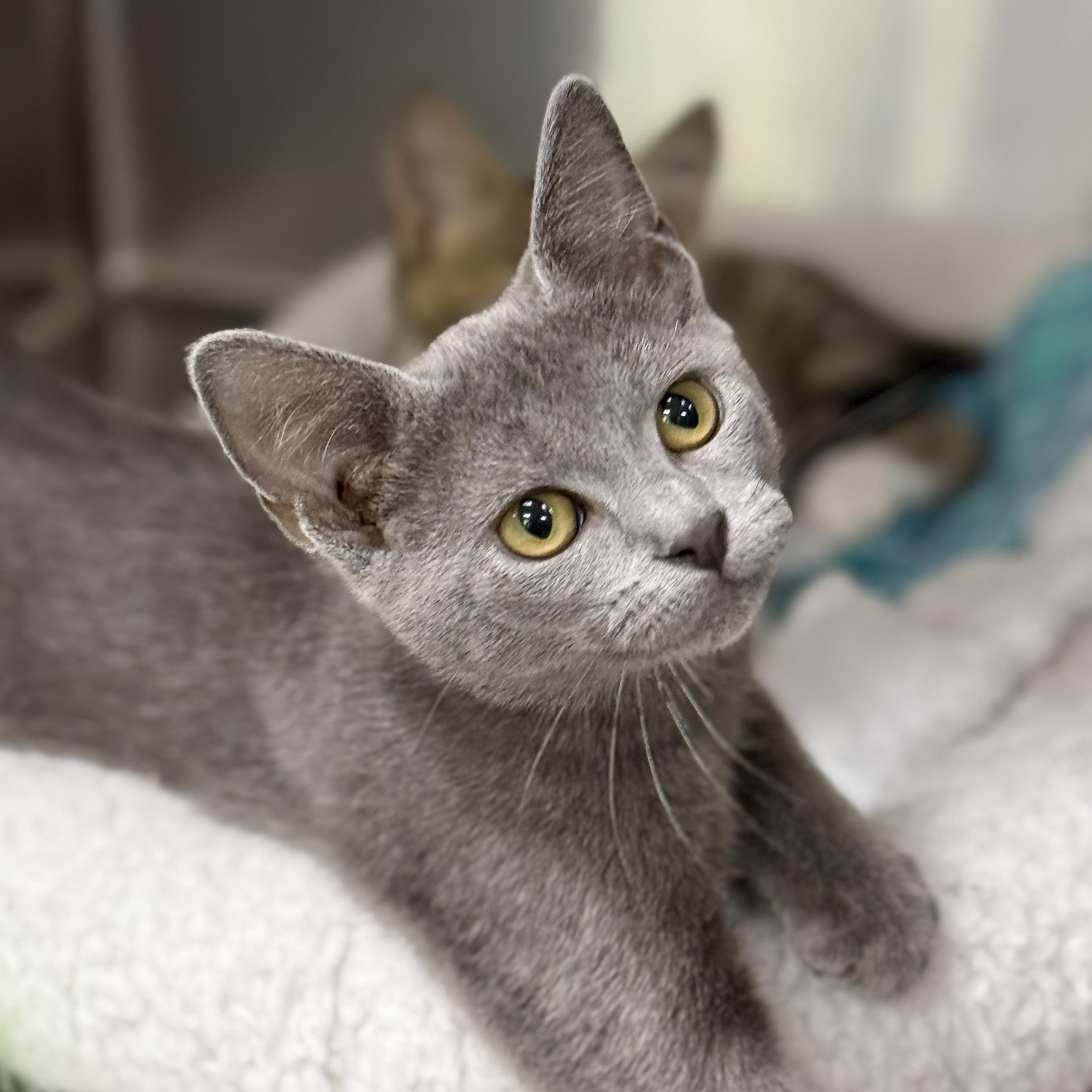 Margot, adopted, Kitten Female Russian Blue & Domestic Short Hair.