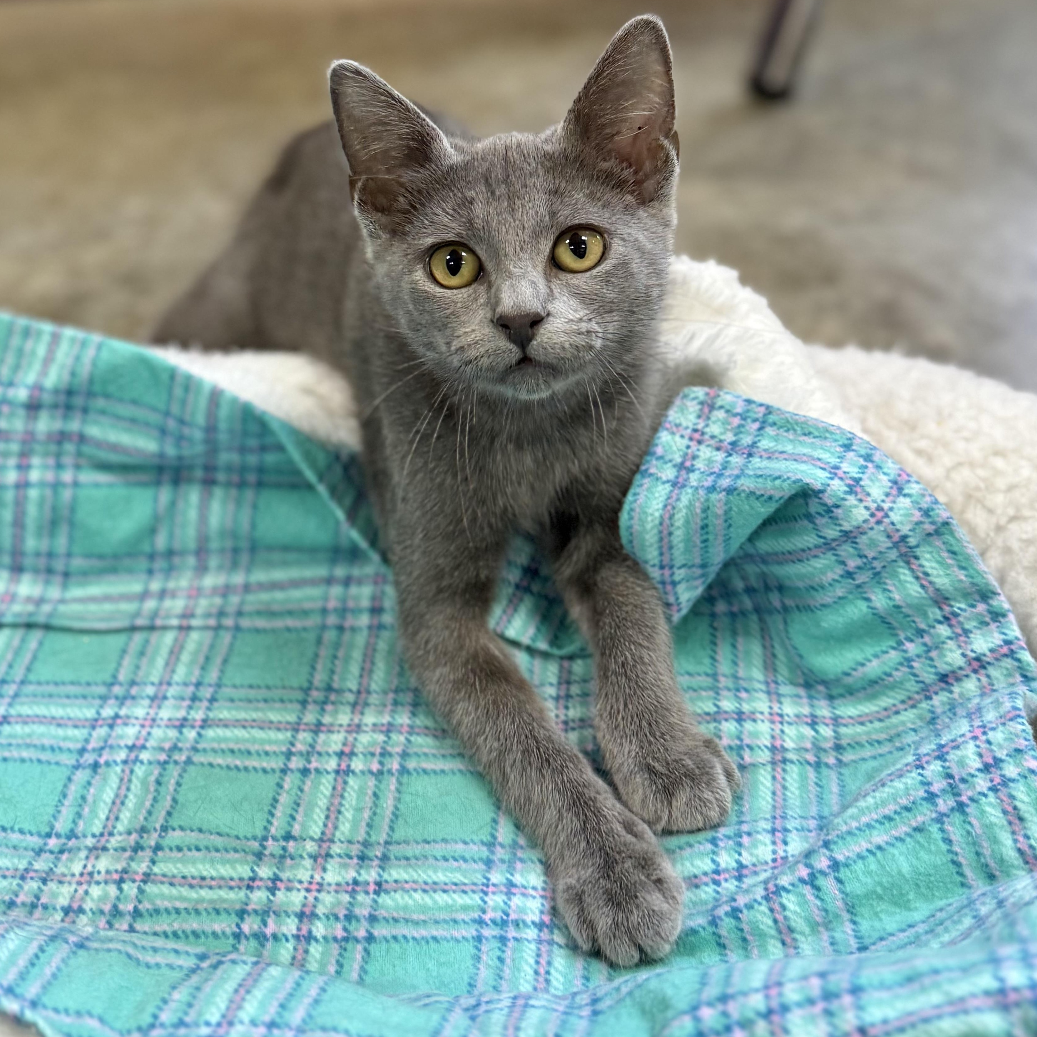 Enlarge Margot, an adopted mixed breed in Collierville, TN image 3/6