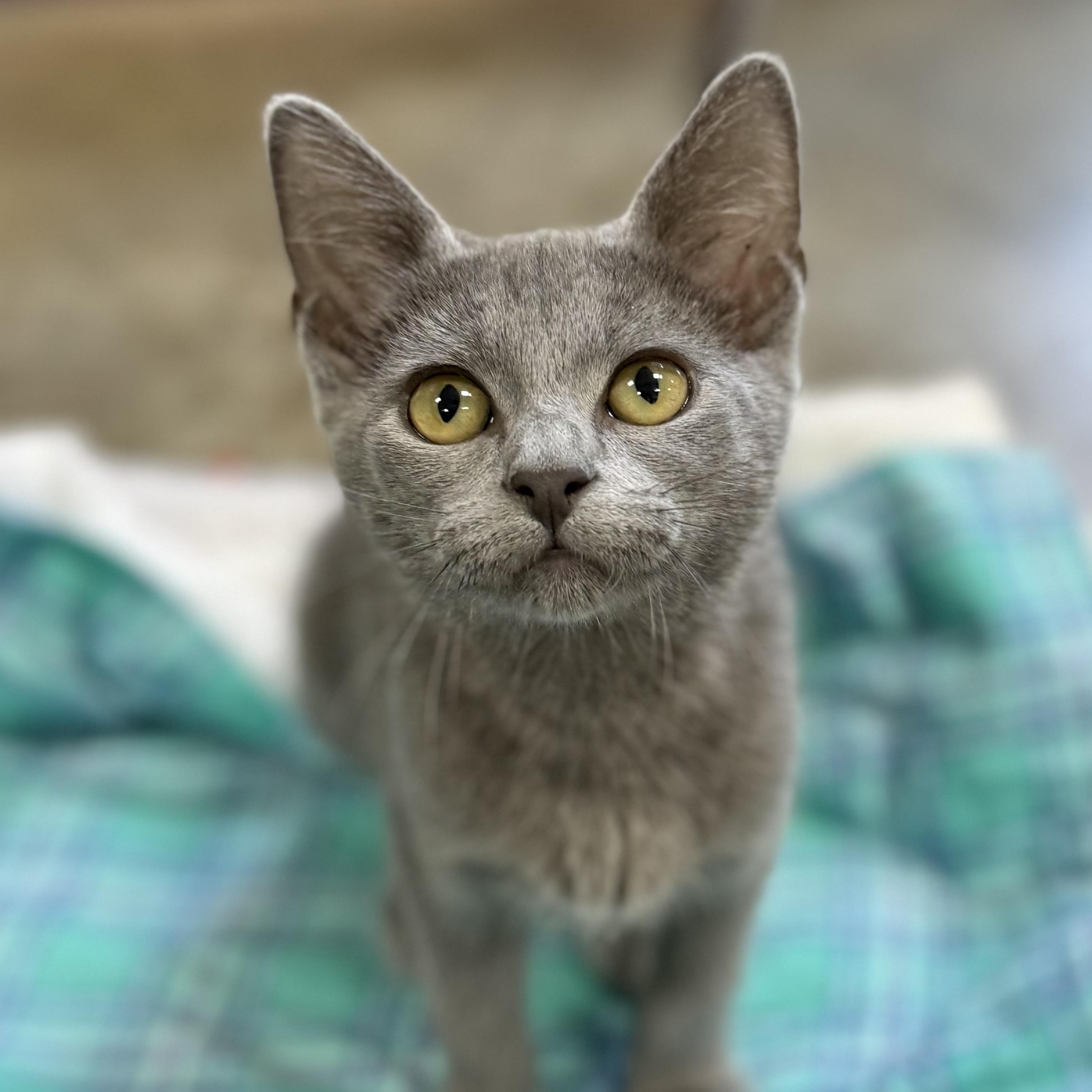 Enlarge Margot, an adopted mixed breed in Collierville, TN image 2/6