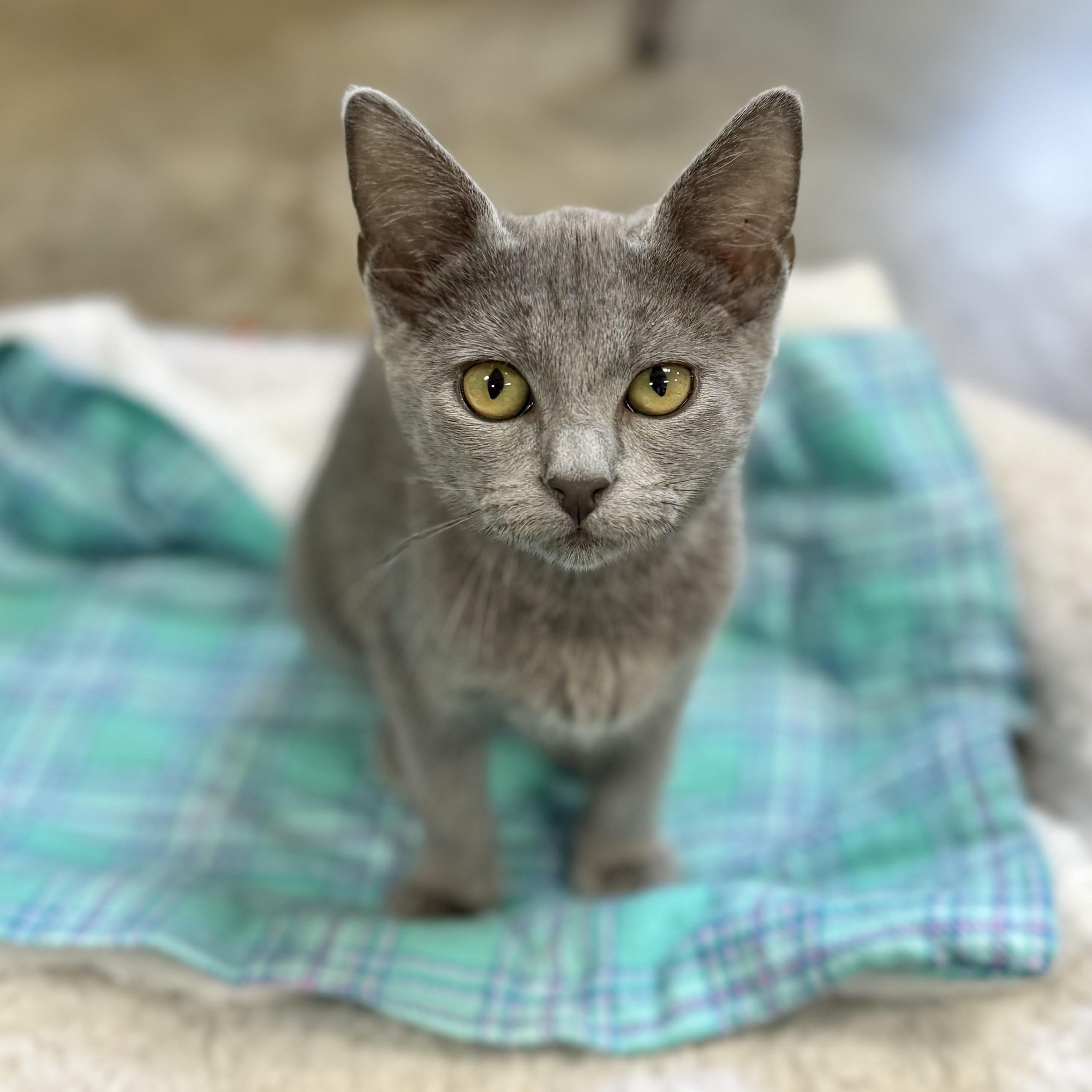 Enlarge Margot, an adopted mixed breed in Collierville, TN image 5/6