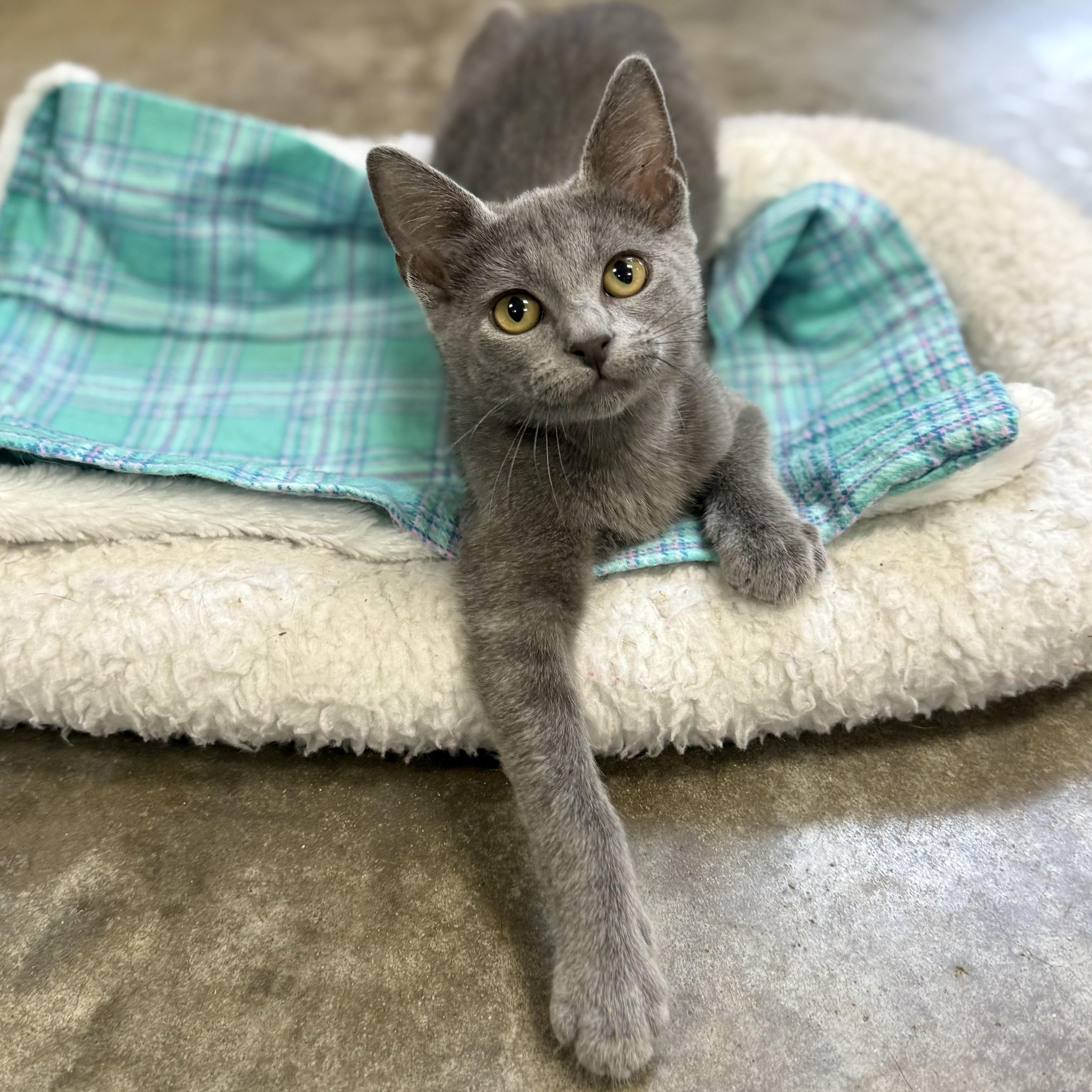 Enlarge Margot, an adopted mixed breed in Collierville, TN image 4/6