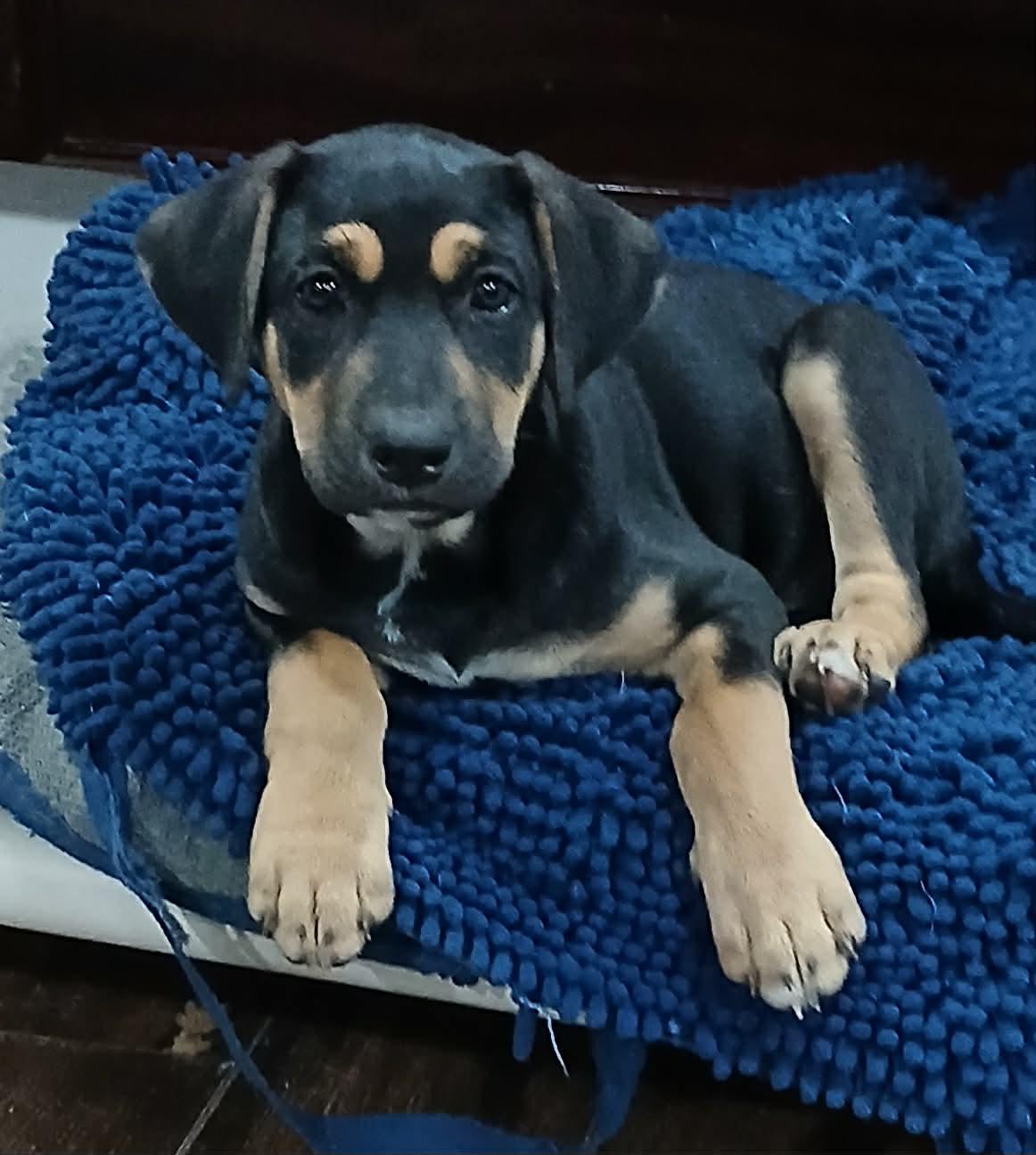 Kai (Adoption Pending), a ADOPTABLE mixed breed in Ocean Springs, MS image 1/3