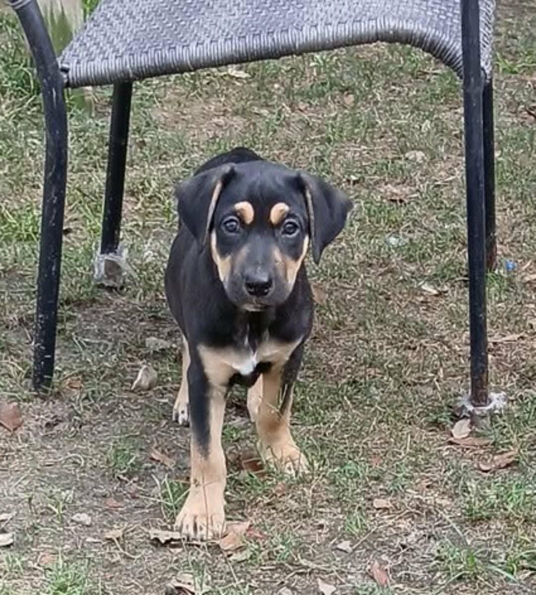 Kai (Adoption Pending), a ADOPTABLE mixed breed in Ocean Springs, MS image 2/3