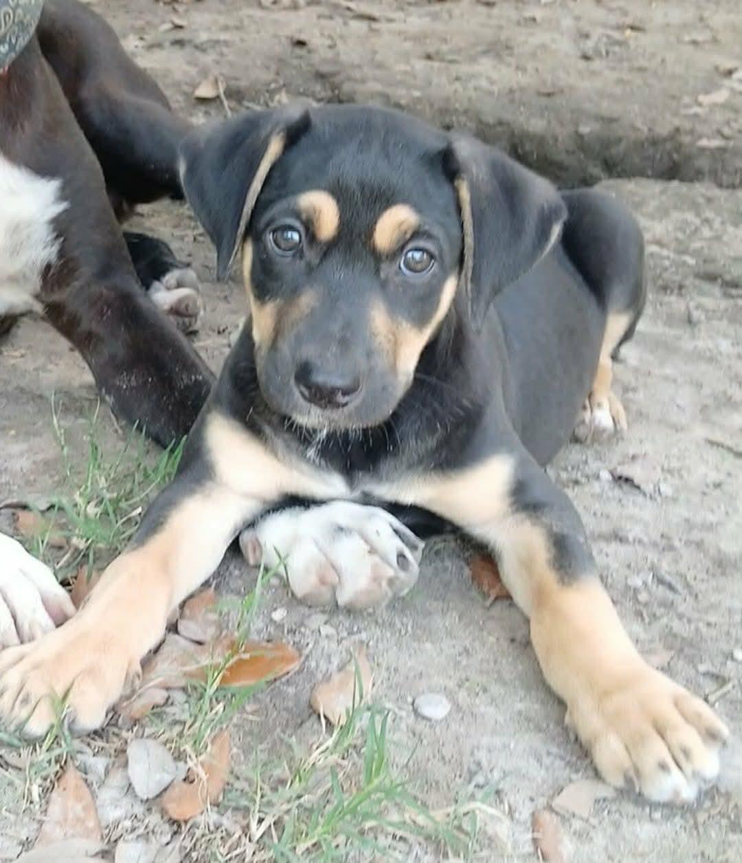 Kai (Adoption Pending), a ADOPTABLE mixed breed in Ocean Springs, MS image 3/3