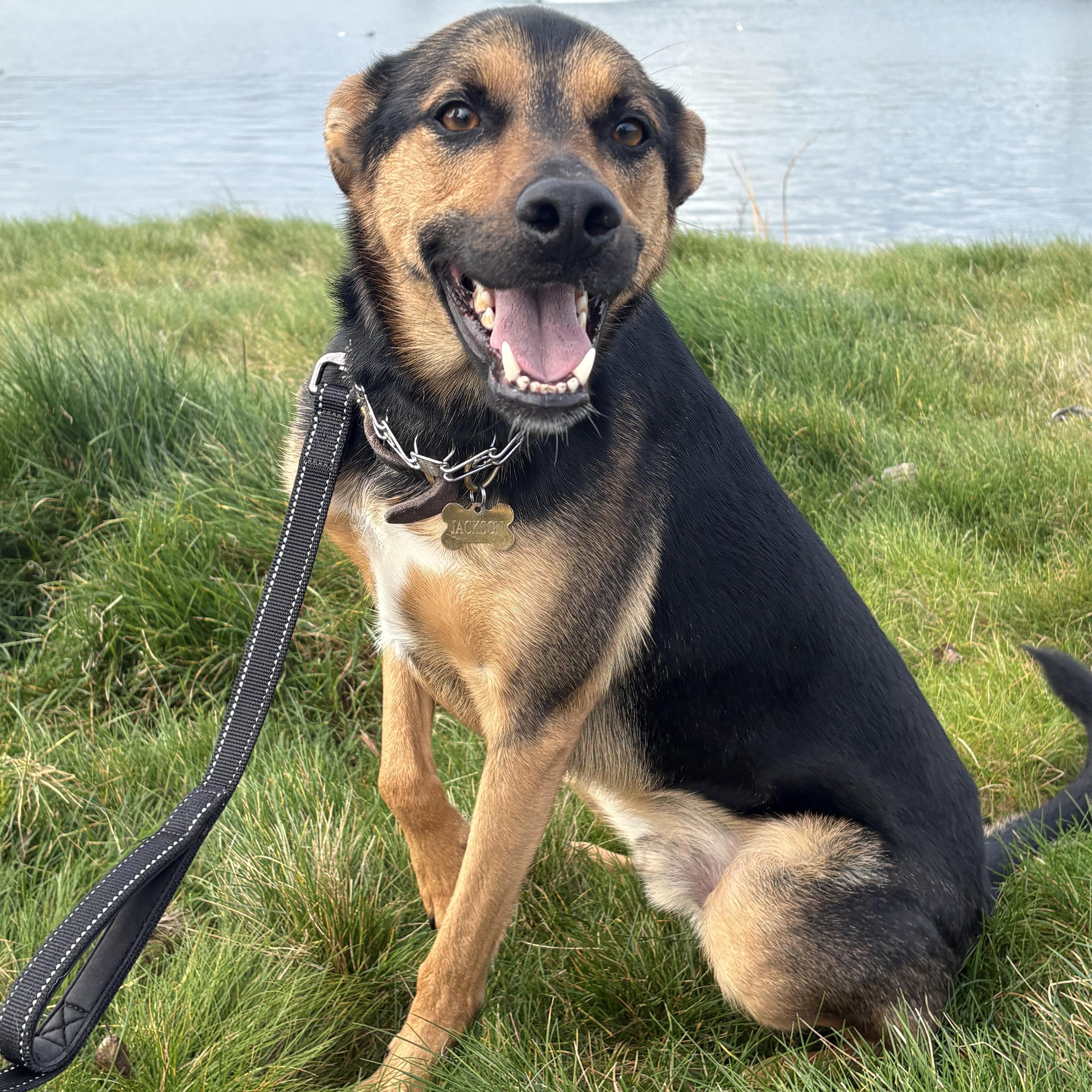 Enlarge Jackson, a Adoptable German Shepherd Dog in Oakland, CA image 6/6