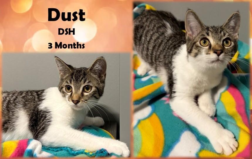 Dust, Adoptable, Young Male Domestic Short Hair.