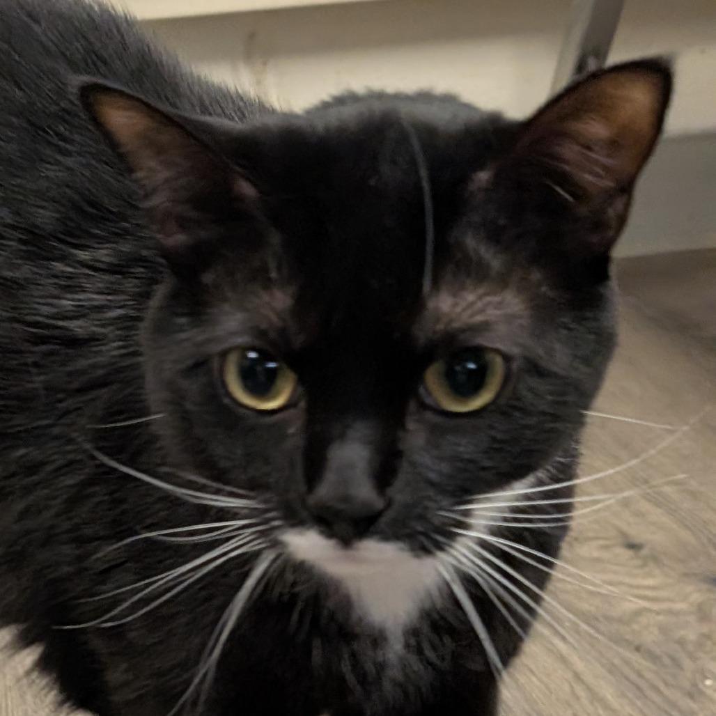 Enlarge Jax, a Adoptable Domestic Short Hair in Spokane, WA image 1/3