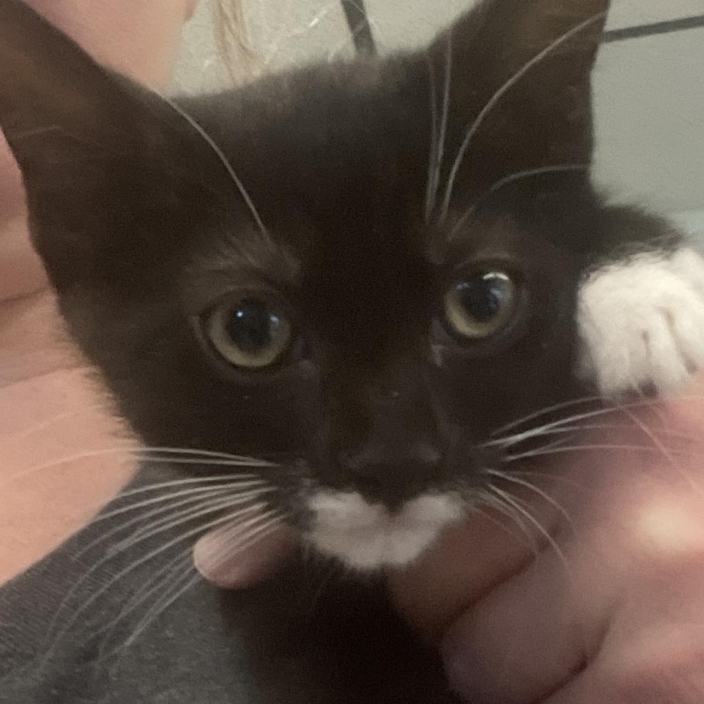 Enlarge Jax, a Adoptable Domestic Short Hair in Spokane, WA image 2/3