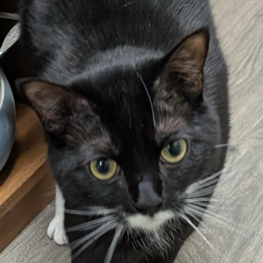 Enlarge Jax, a Adoptable Domestic Short Hair in Spokane, WA image 3/3