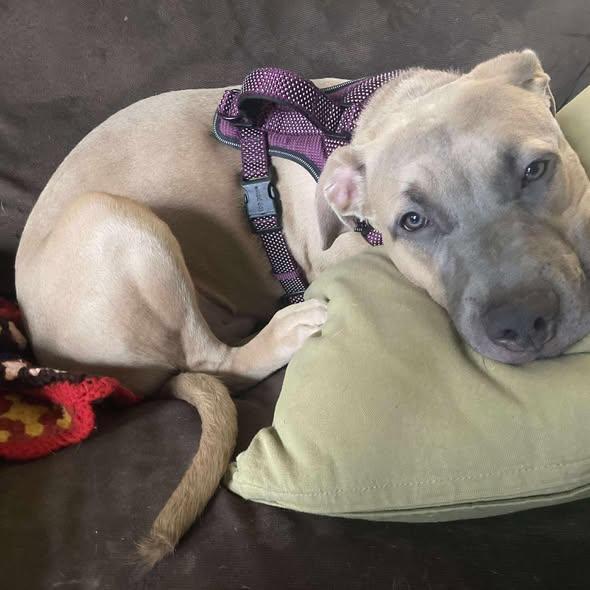 Enlarge Bosley, a Adoptable mixed breed in St Thomas, ON image 1/3