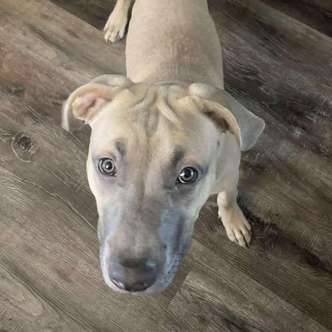 Enlarge Bosley, a Adoptable mixed breed in St Thomas, ON image 3/3