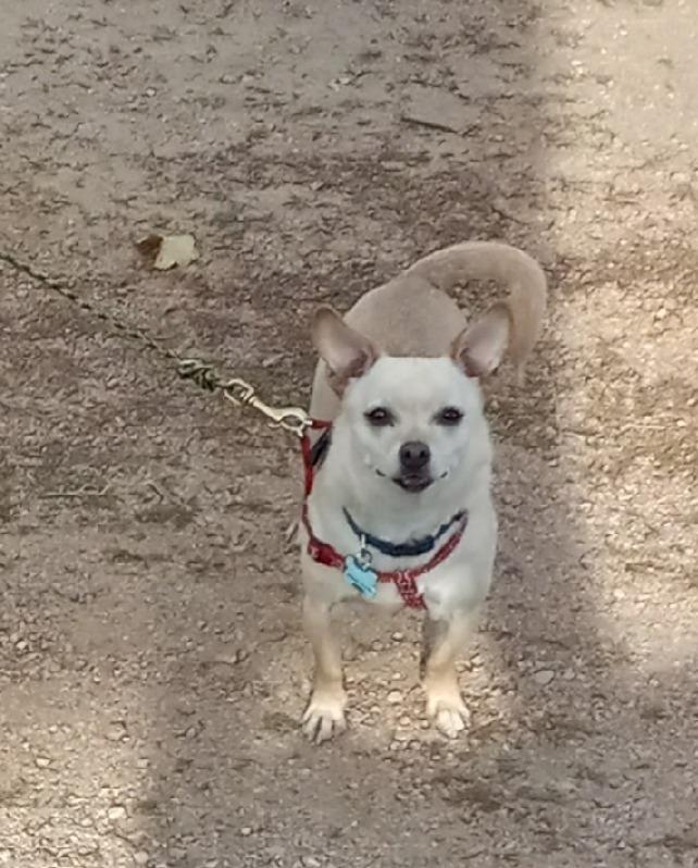 Dawson, Adoptable, Adult Male Chihuahua.
