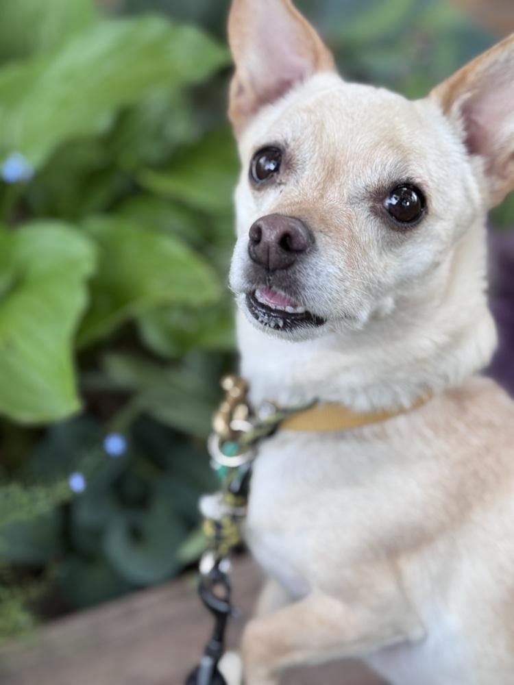 Dawson, a Adoptable mixed breed in Littleton, CO image 3/6