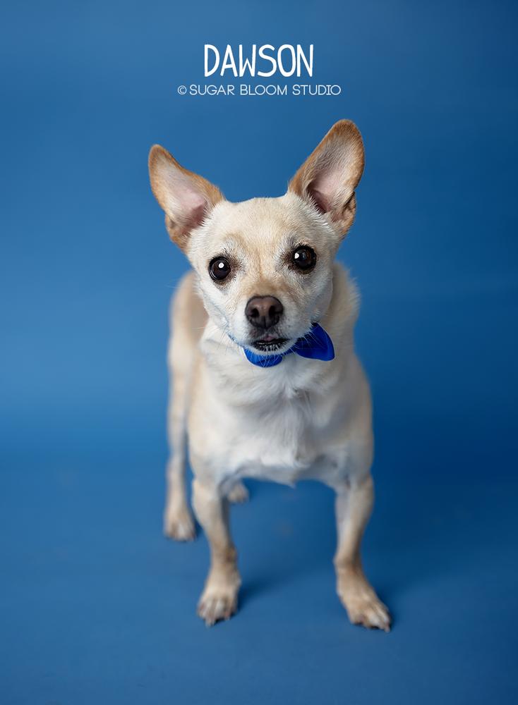 Dawson, a Adoptable mixed breed in Littleton, CO image 4/6