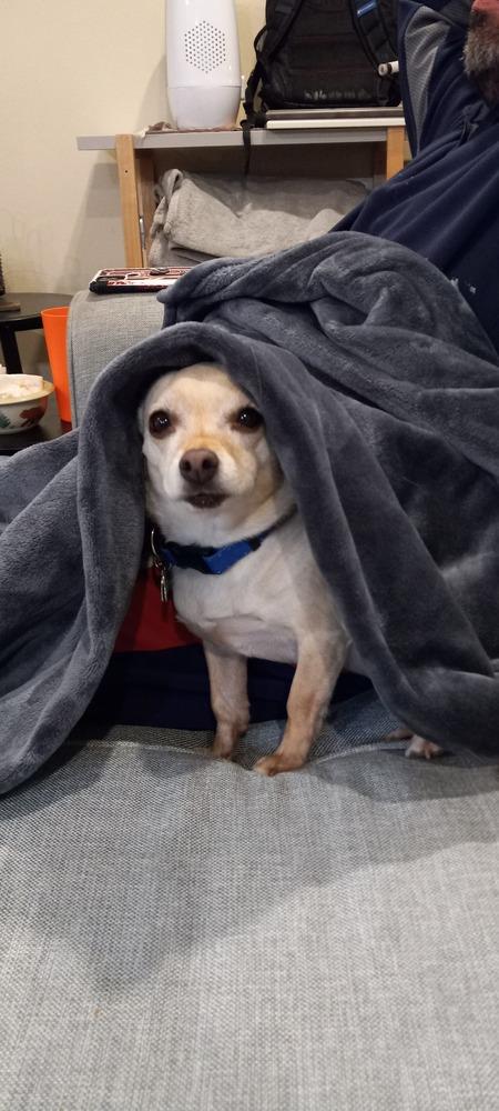 Dawson, a Adoptable mixed breed in Littleton, CO image 5/6