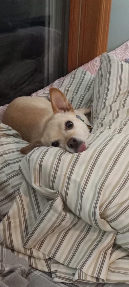 Dawson, a Adoptable mixed breed in Littleton, CO image 6/6