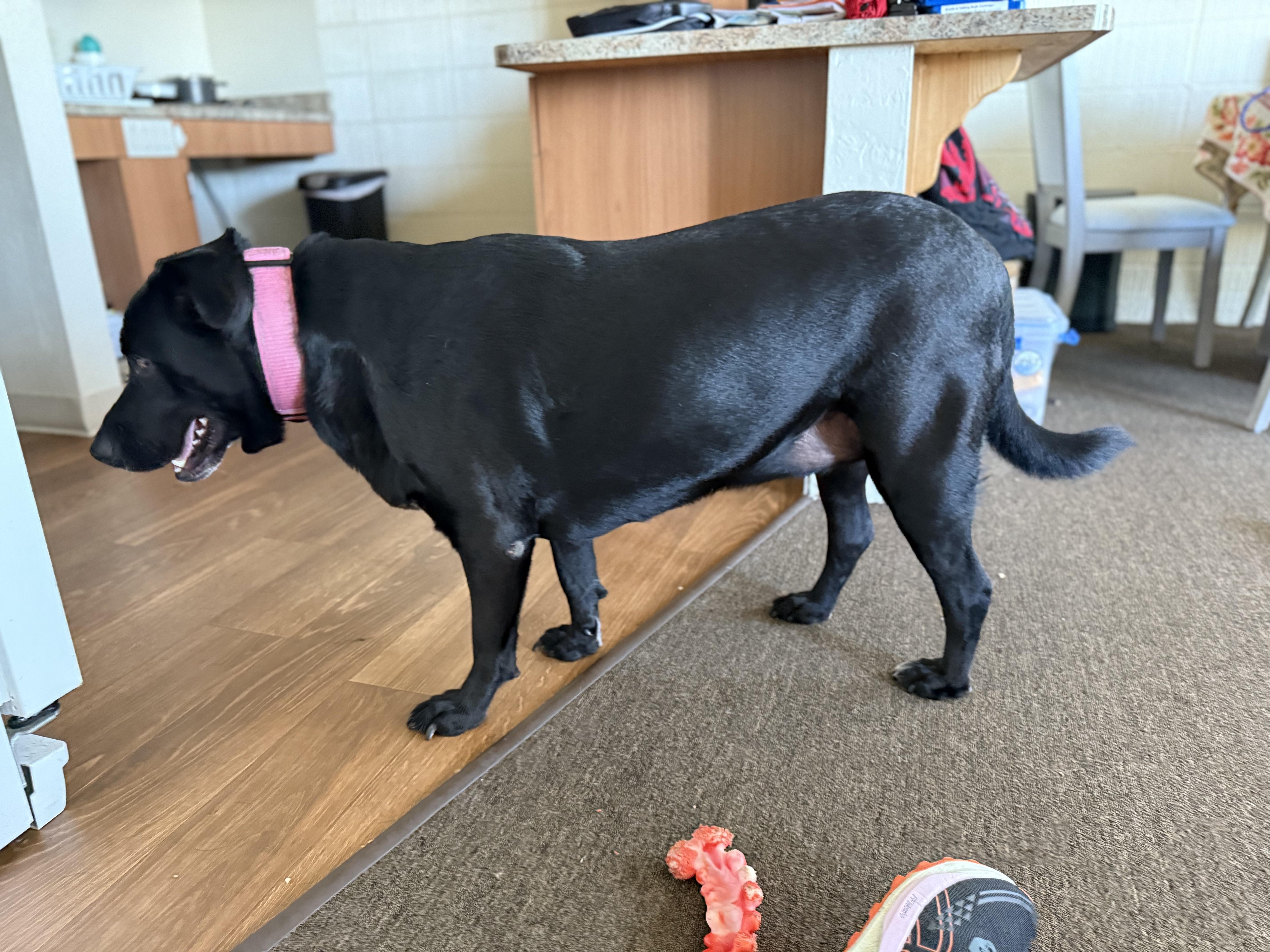 Enlarge Lucy, a ADOPTABLE Labrador Retriever in San Francisco, CA image 2/4