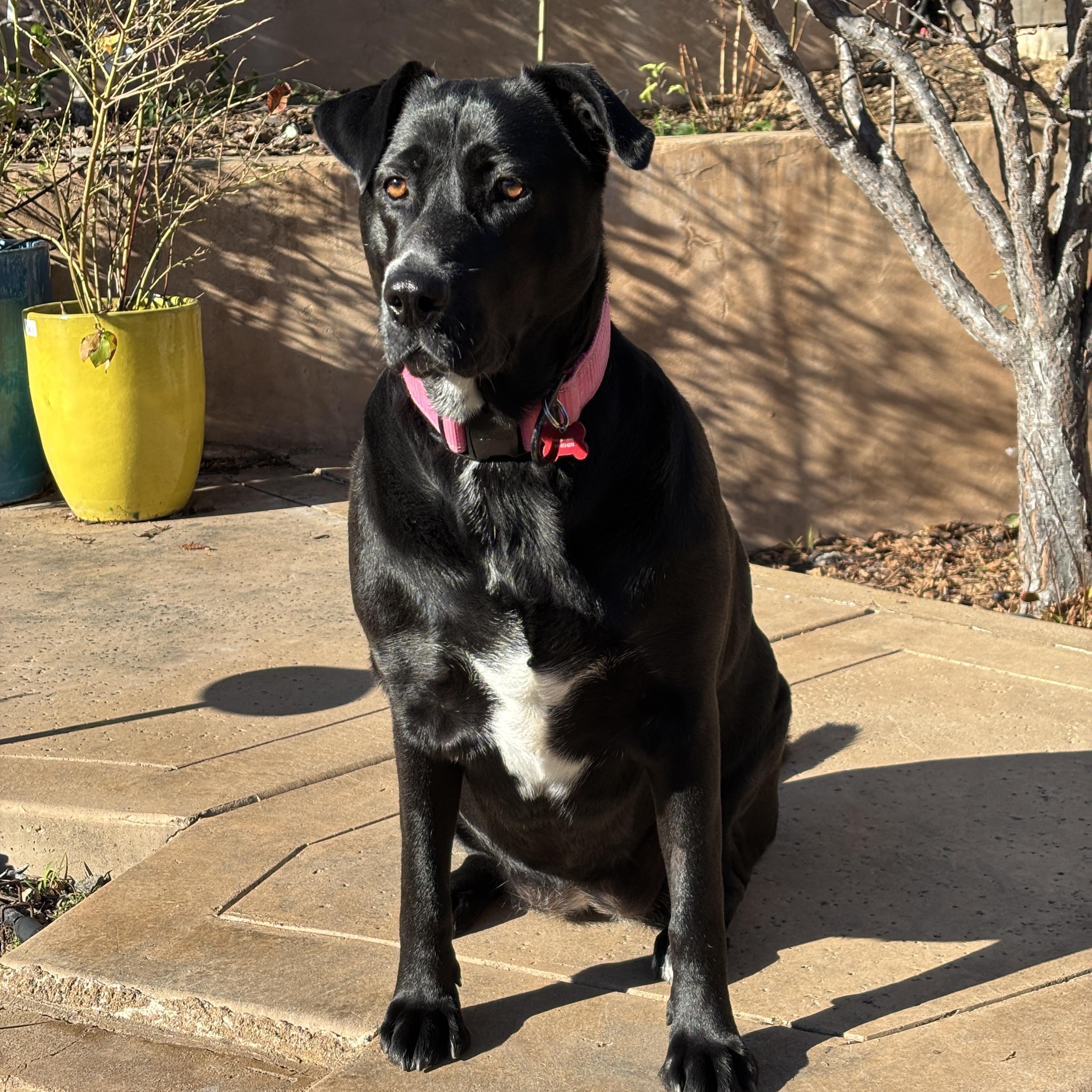 Lucy, ADOPTABLE, Young Female Labrador Retriever.