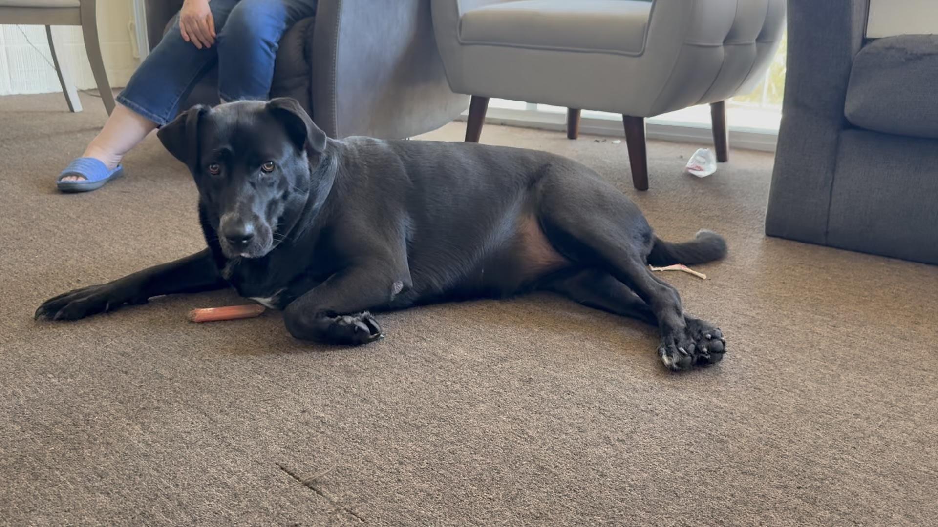 Enlarge Lucy, a ADOPTABLE Labrador Retriever in San Francisco, CA image 3/4