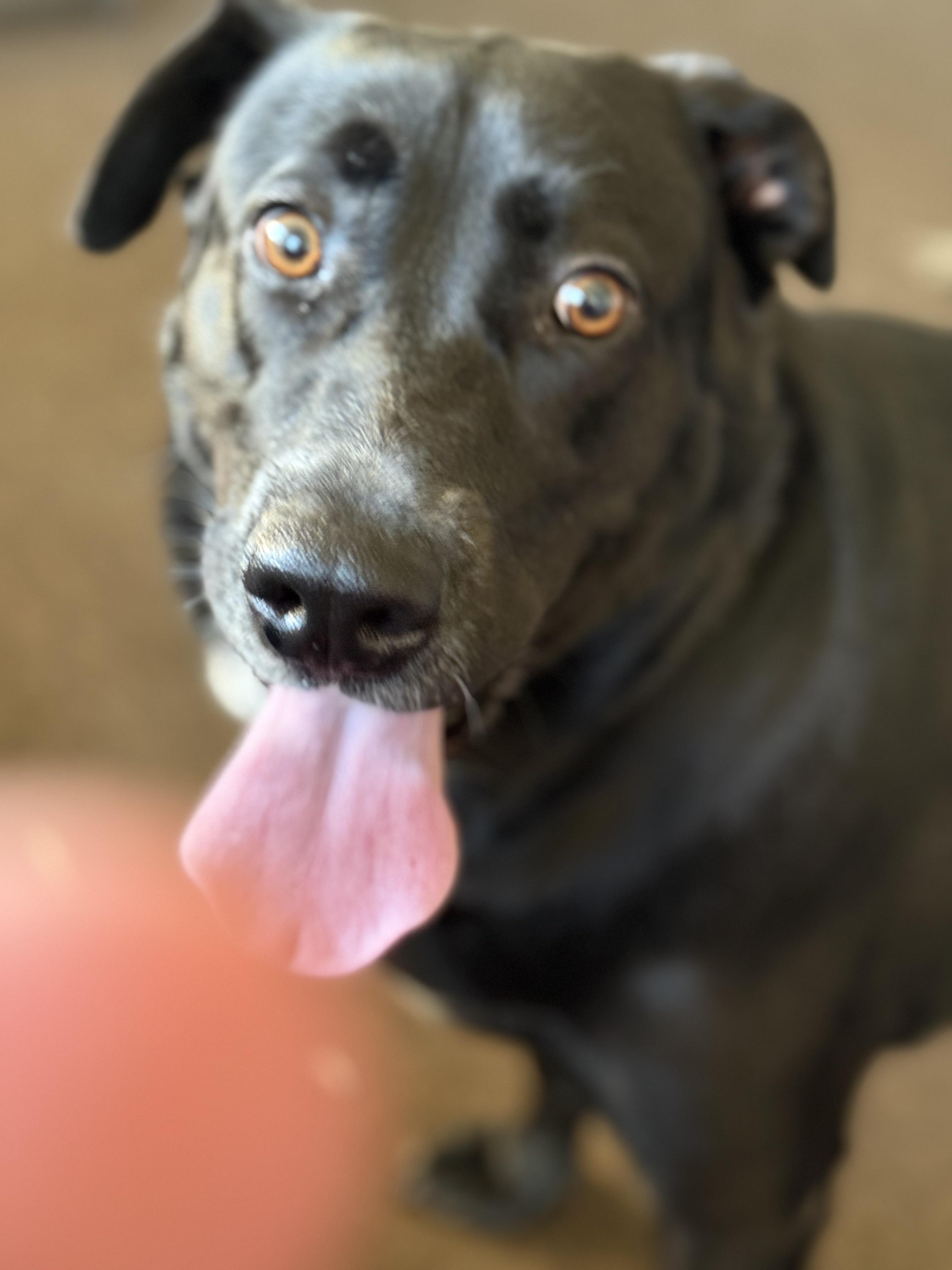 Enlarge Lucy, a ADOPTABLE Labrador Retriever in San Francisco, CA image 4/4