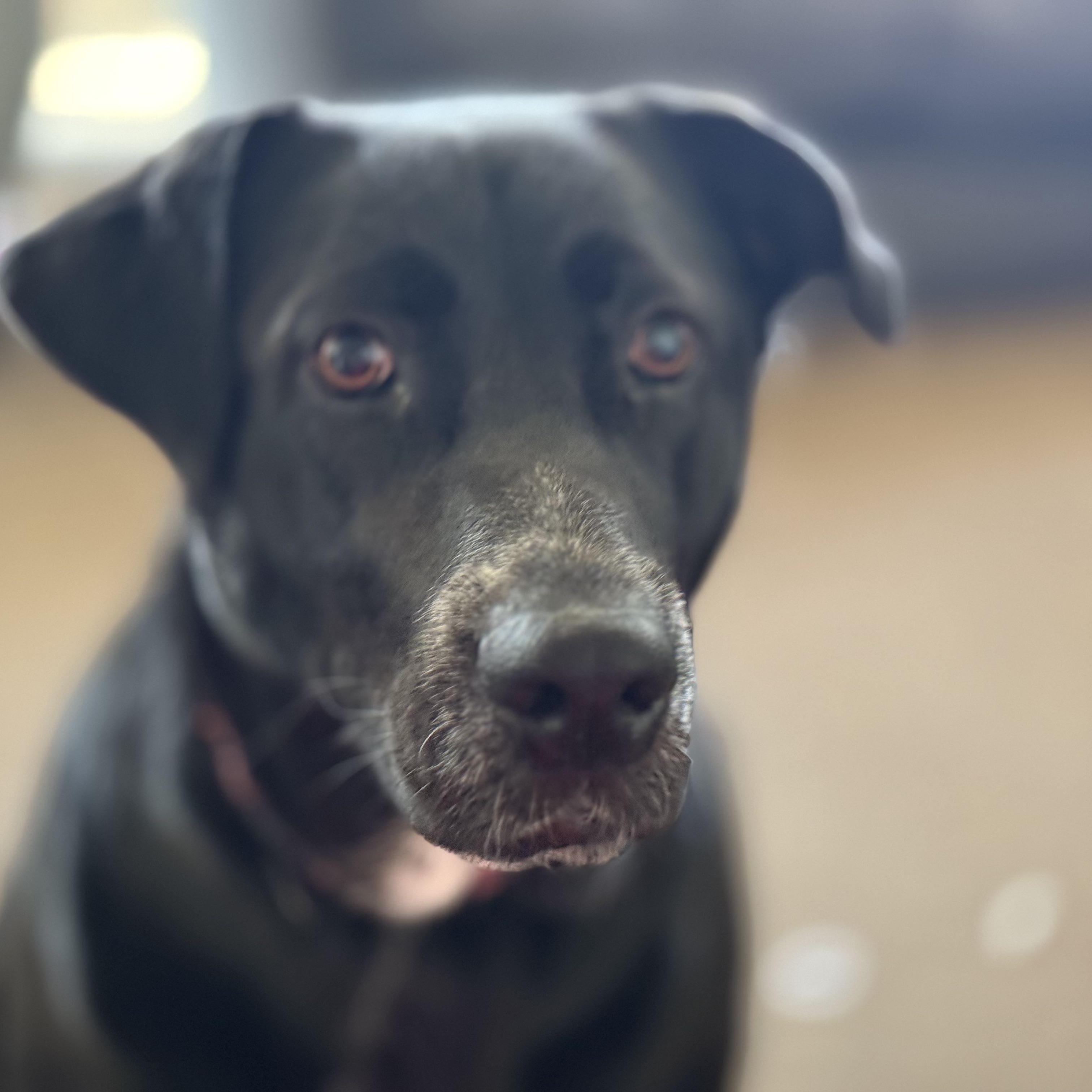 Enlarge Lucy, a ADOPTABLE Labrador Retriever in San Francisco, CA image 1/4