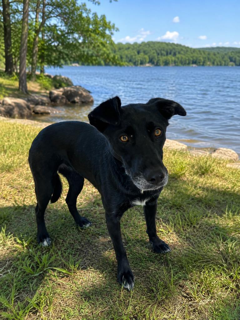 Willow, Adoptable, Adult Female Labrador Retriever & Border Collie.