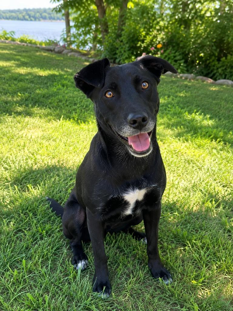 Enlarge Willow, a Adoptable mixed breed in Mountain Home, AR image 2/2