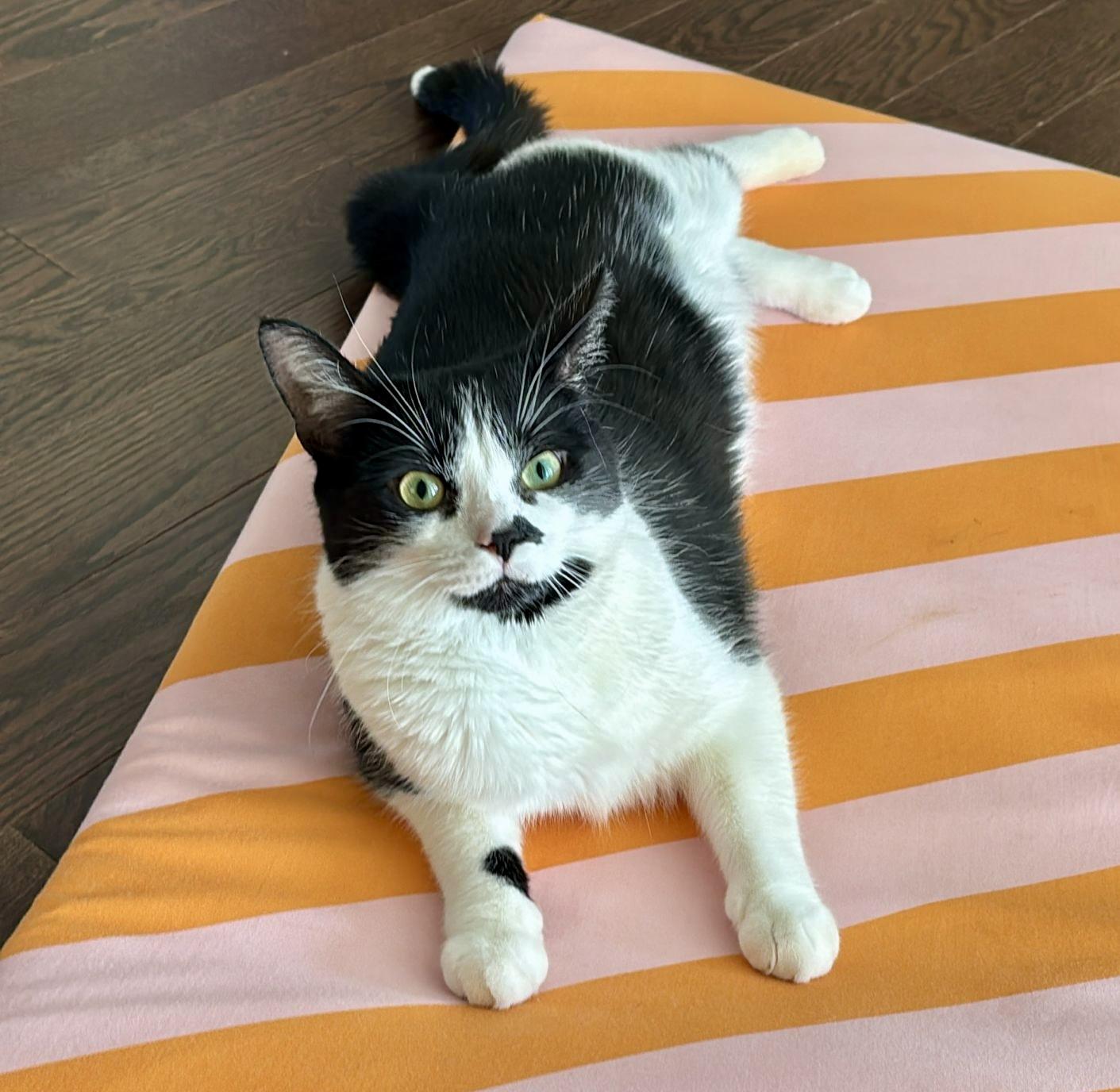 Enlarge Archie *special needs (bonded with Sequoia), a Adoptable Domestic Short Hair in Toronto, ON image 1/6