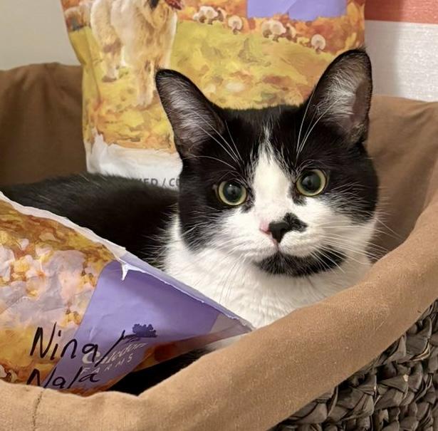 Archie *special needs (bonded with Sequoia), a Adoptable Domestic Short Hair in Toronto, ON image 2/6