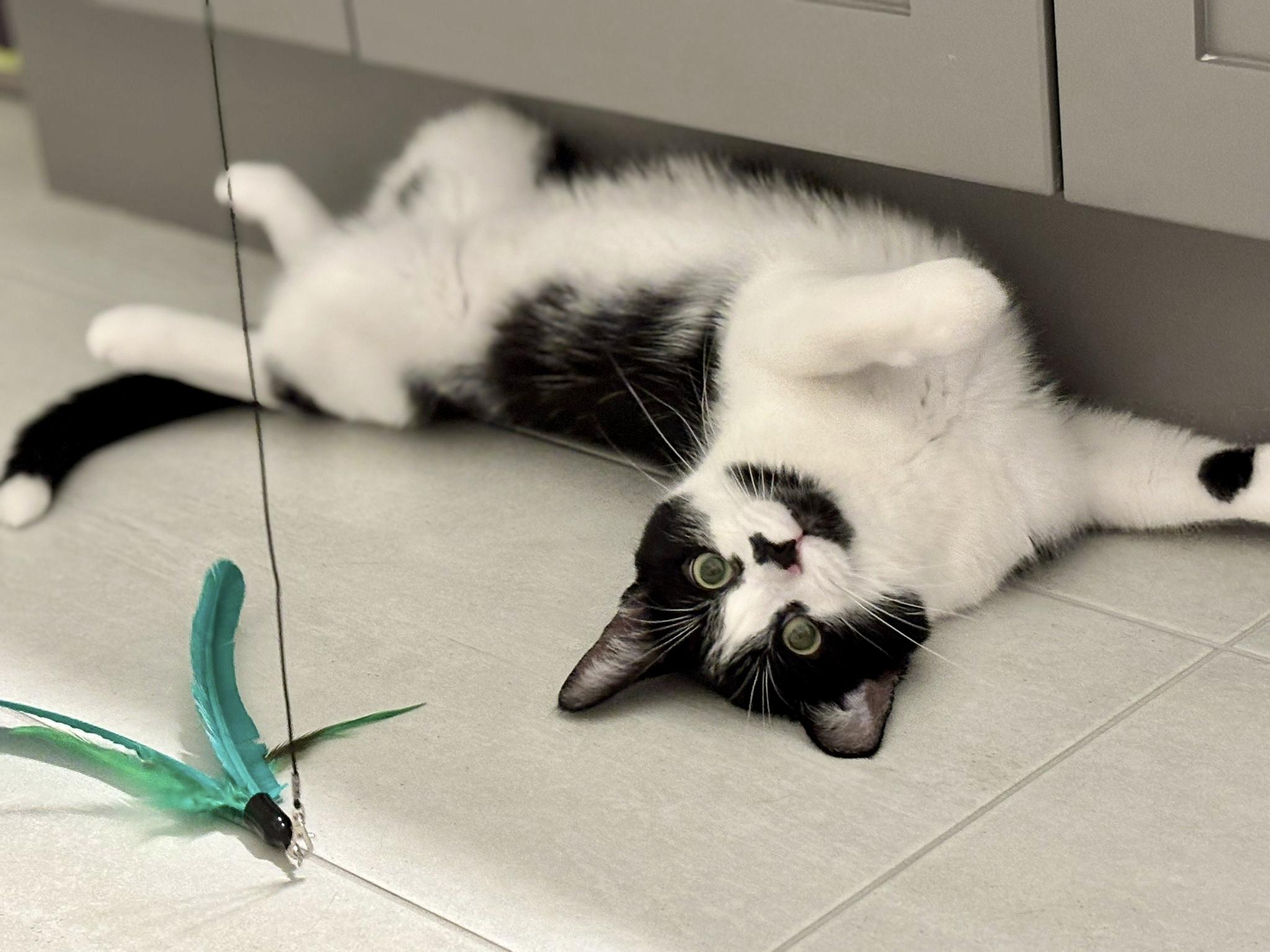 Archie *special needs (bonded with Sequoia), a Adoptable Domestic Short Hair in Toronto, ON image 3/6