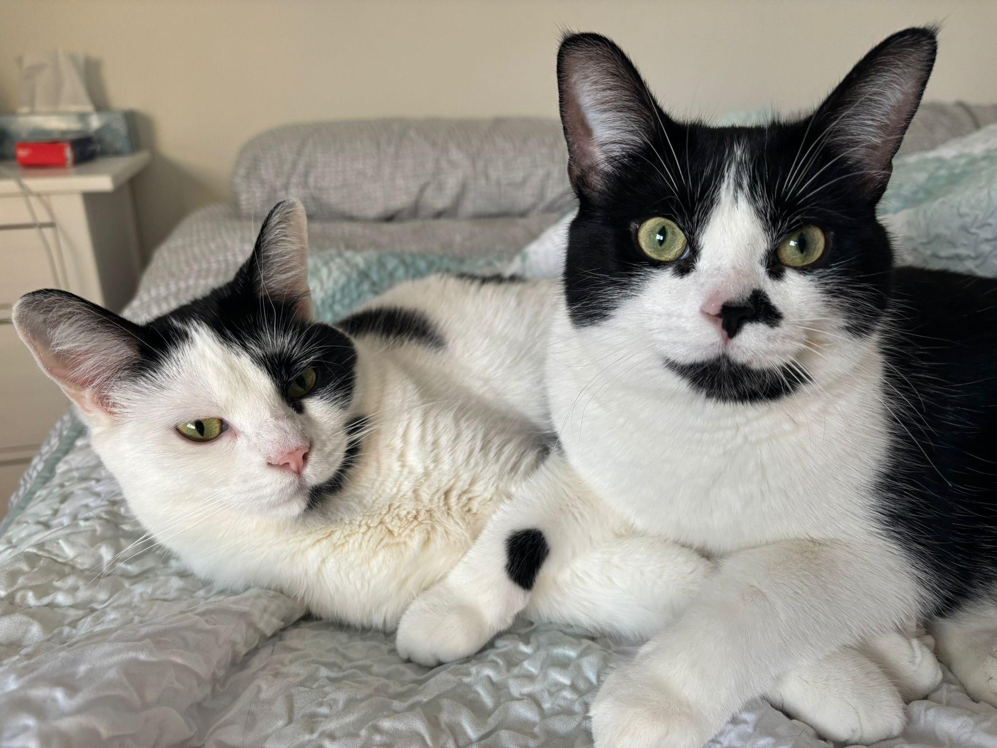 Enlarge Archie *special needs (bonded with Sequoia), a Adoptable Domestic Short Hair in Toronto, ON image 5/6