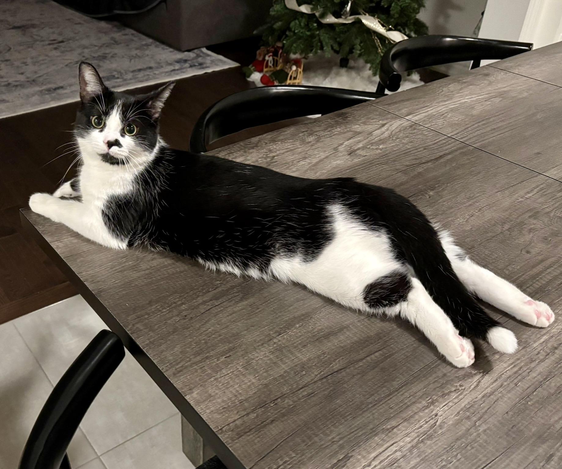 Archie *special needs (bonded with Sequoia) — thumbnail 3