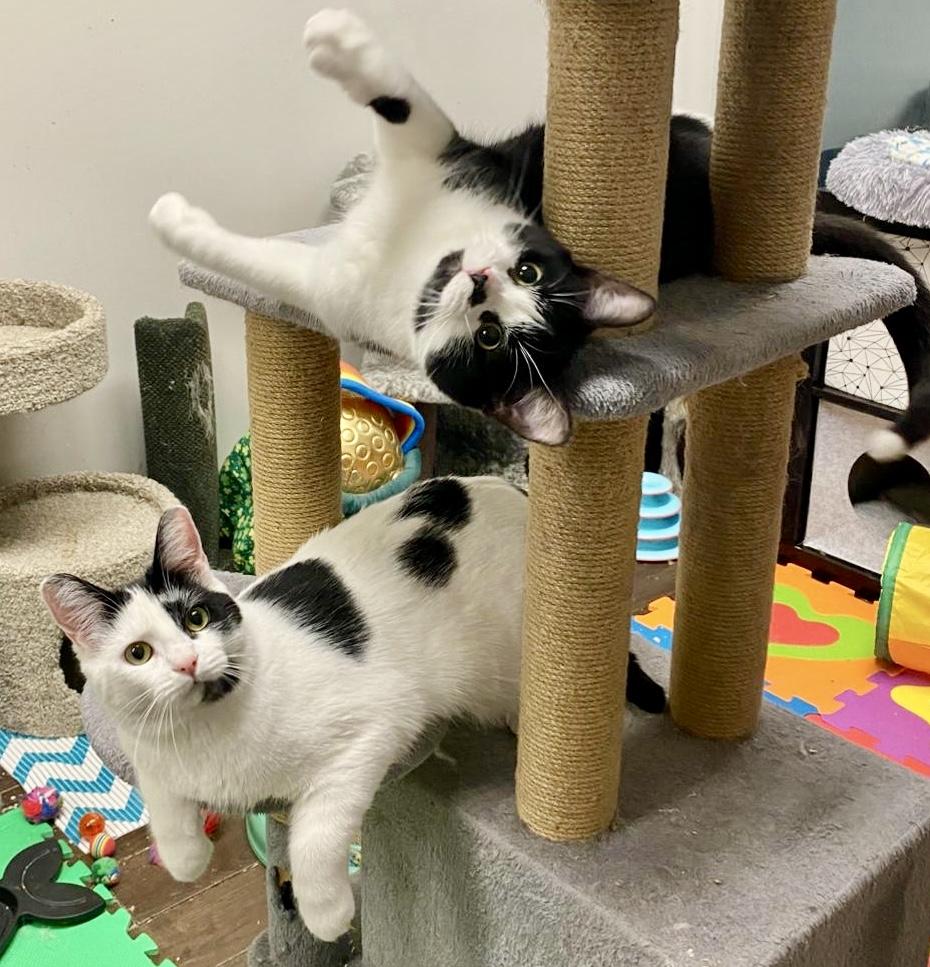 Archie *special needs (bonded with Sequoia), a Adoptable Domestic Short Hair in Toronto, ON image 6/6