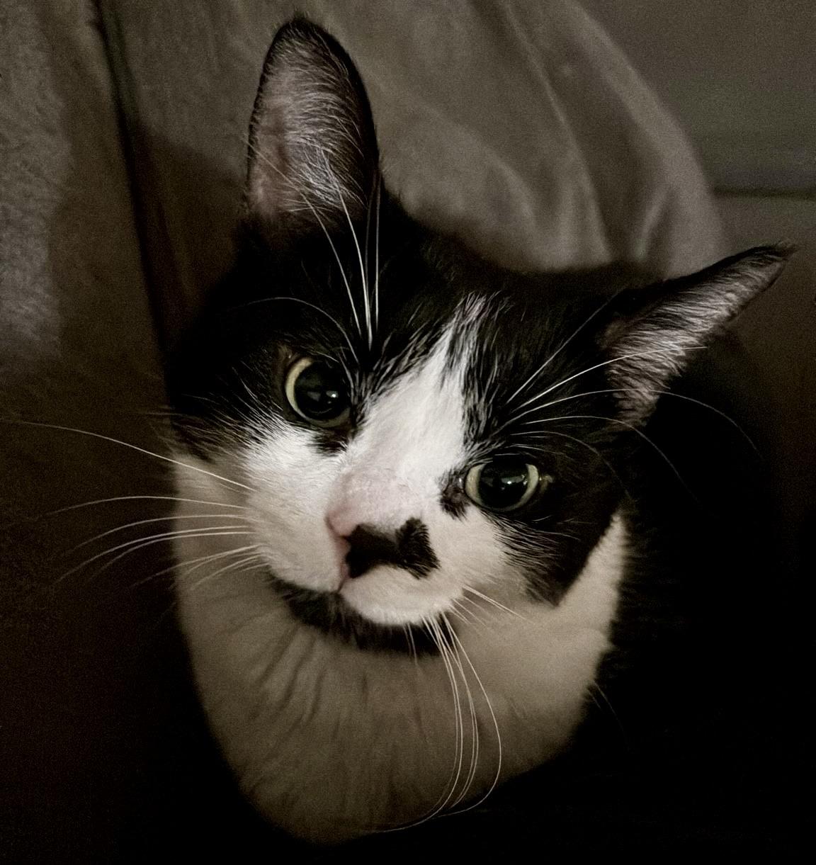 Archie *special needs (bonded with Sequoia), a Adoptable Domestic Short Hair in Toronto, ON image 1/6