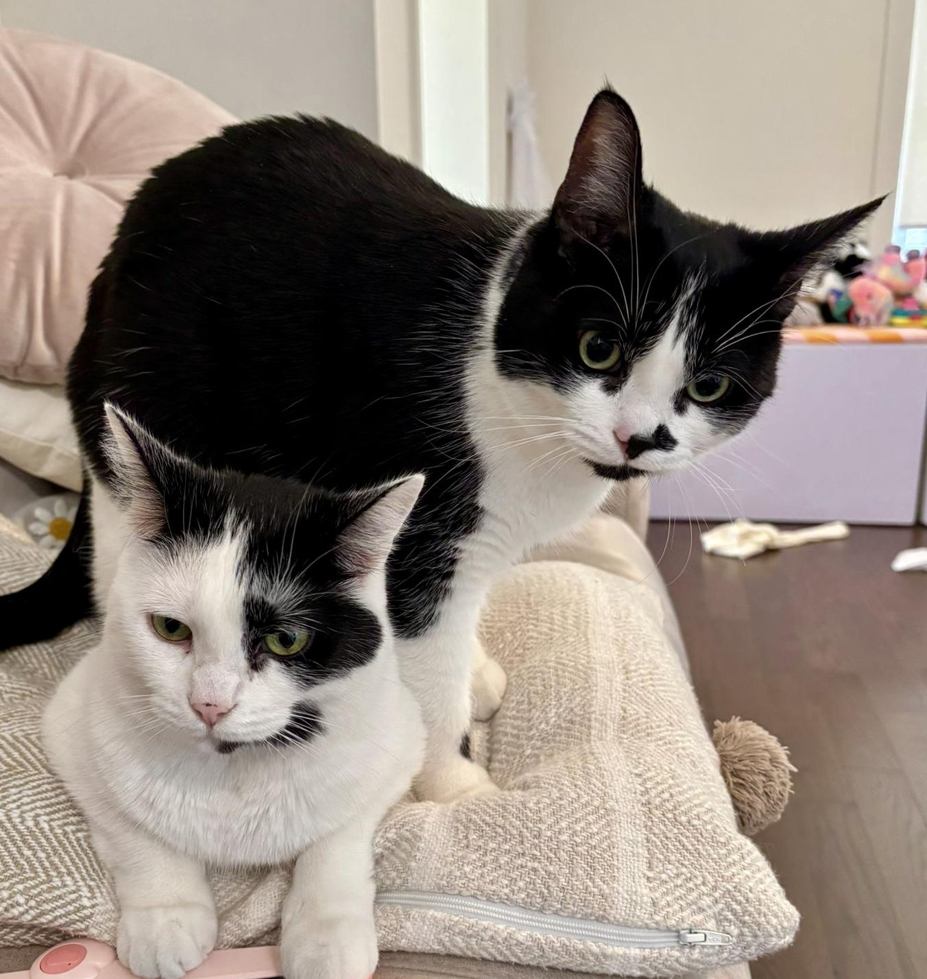 Enlarge Archie *special needs (bonded with Sequoia), an adoptable Domestic Short Hair in Toronto, ON image 5/6